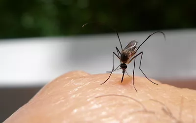 A macro photograph of a mosquito landing on and biting human skin.