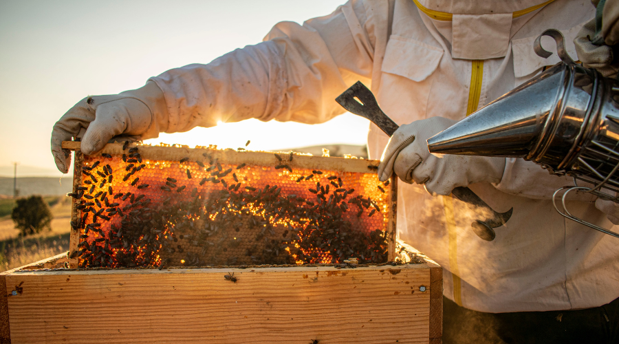 Silhouette of a beekeeper working with hive boxes against a warm, golden sunset.
