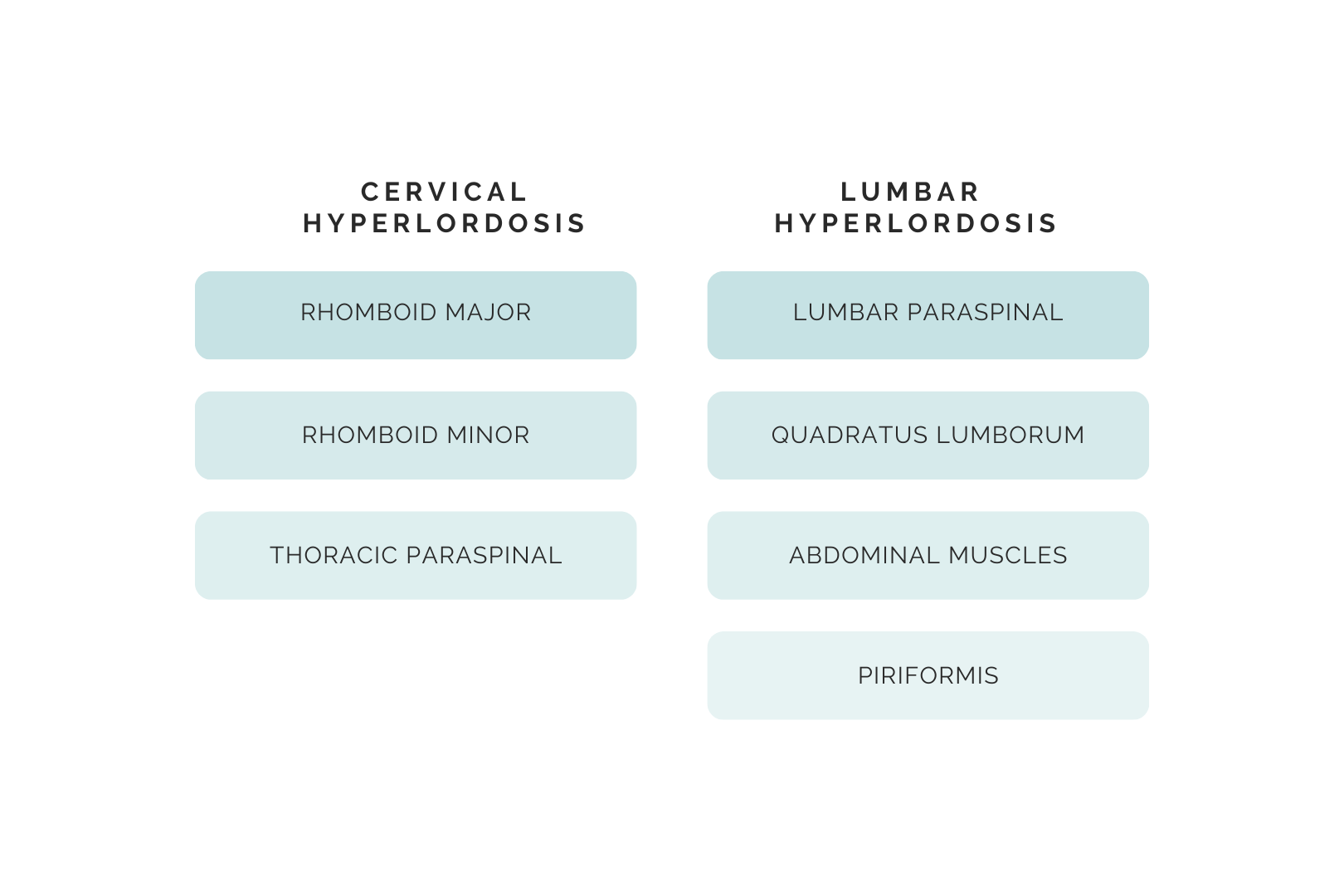 Anatomical diagram showing the major muscle groups of the human back, neck, and hips involved in spinal alignment.