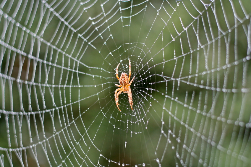 Spider Bite Treatment: Home Remedies and Care Tips