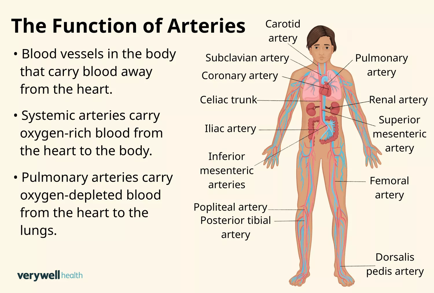 A detailed medical illustration showing the layers of an artery and its function in the circulatory system.