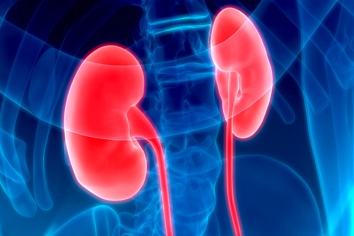 A medical X-ray scan highlighting the position and structure of the human kidneys.