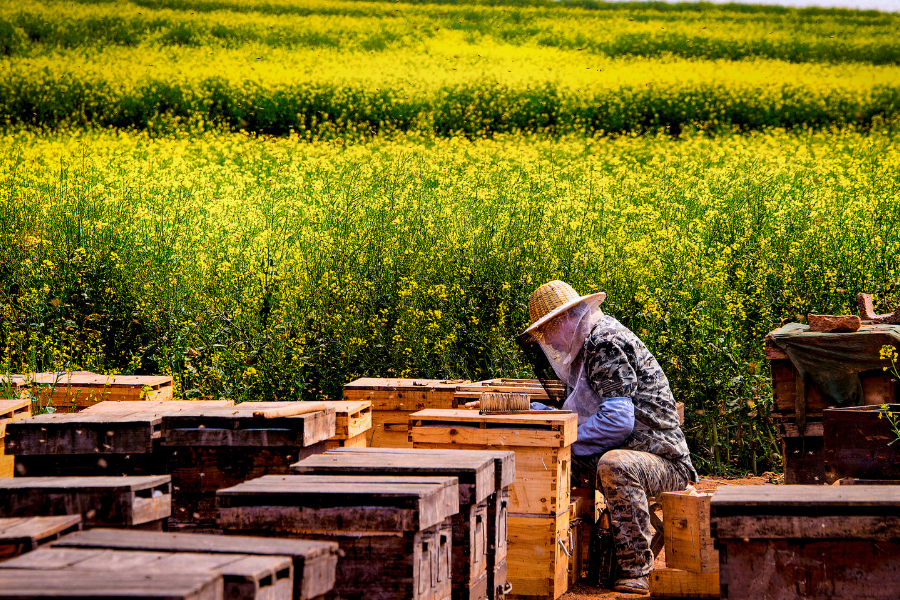 A wide field featuring multiple managed beehives surrounded by diverse wild flora and trees.