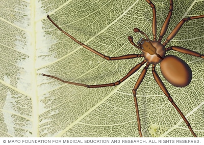 Macro view of a brown recluse spider highlighting the violin-shaped mark on its cephalothorax.