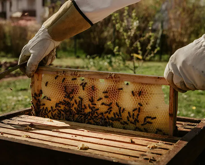 Graphic text overlay reading 'The Wellness World Has a Pollinator Problem' over a natural background.