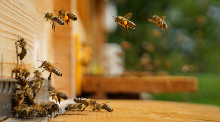 Macro view of numerous honey bees crawling over a wax honeycomb frame.