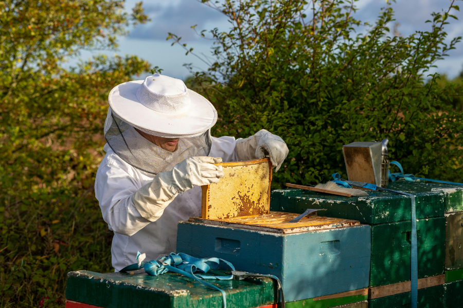 A person in protective gear carefully inspecting a wooden beehive frame in an open field.