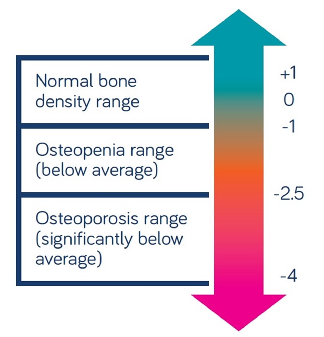 Bone Density Test: Why Osteoporosis Screening Matters
